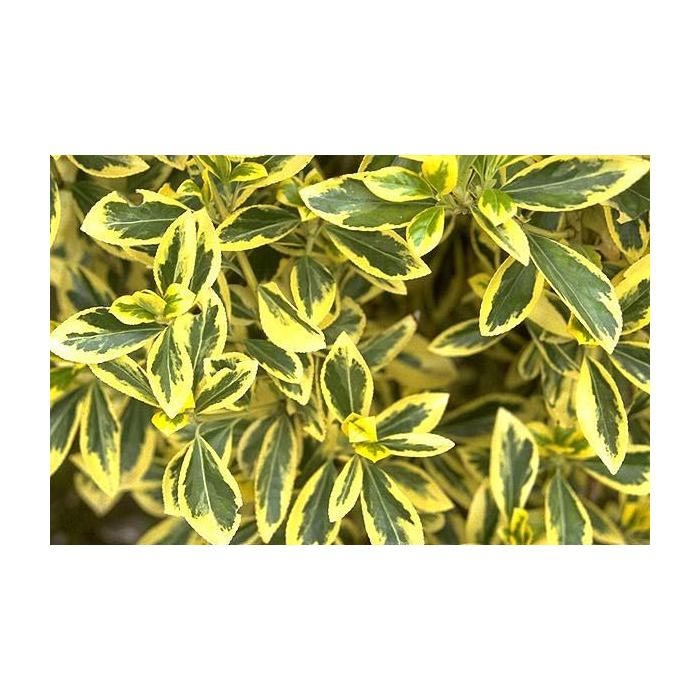 Plantistanbul Euonymus Japonica Taylan Fidanı Evidea