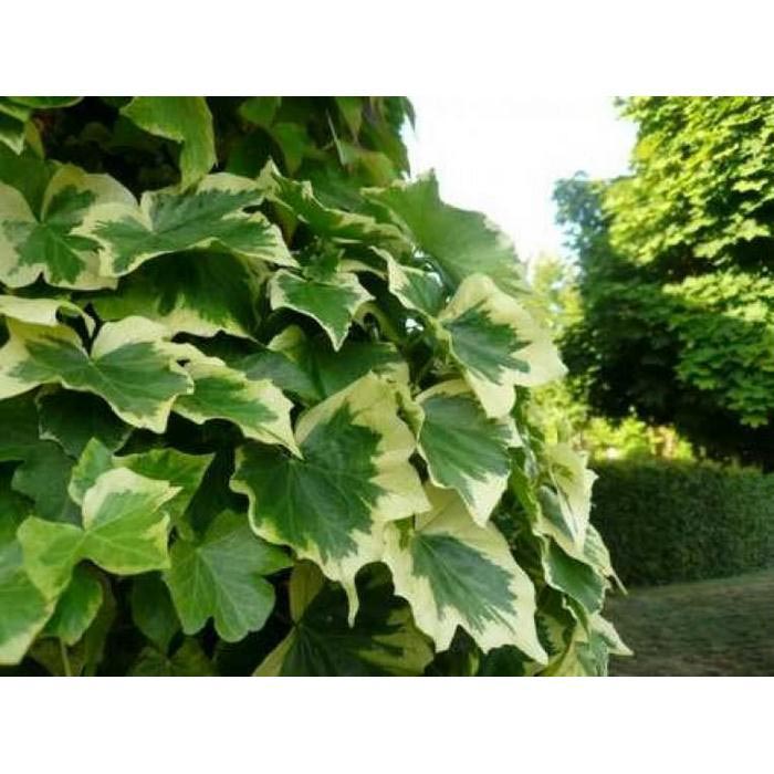 Plantistanbul Hedera Helix Orman Duvar Sarmaşığı Fidanı Evidea